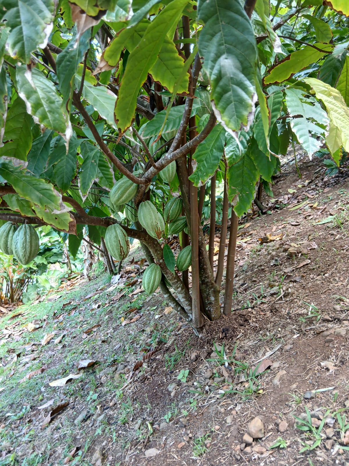 Agriculture & cacao