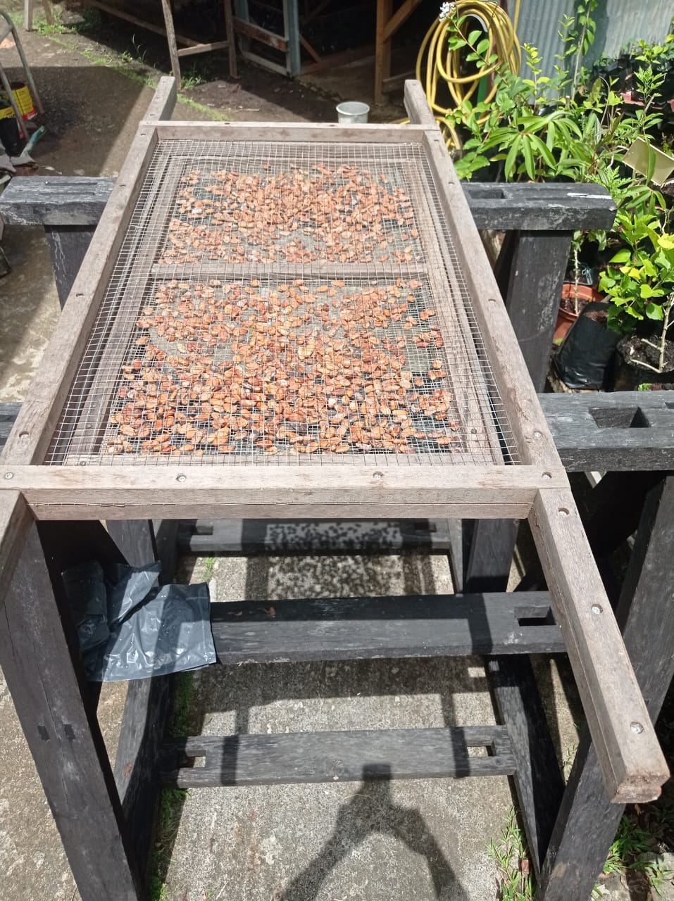 Fèves de cacao en cours de séchage