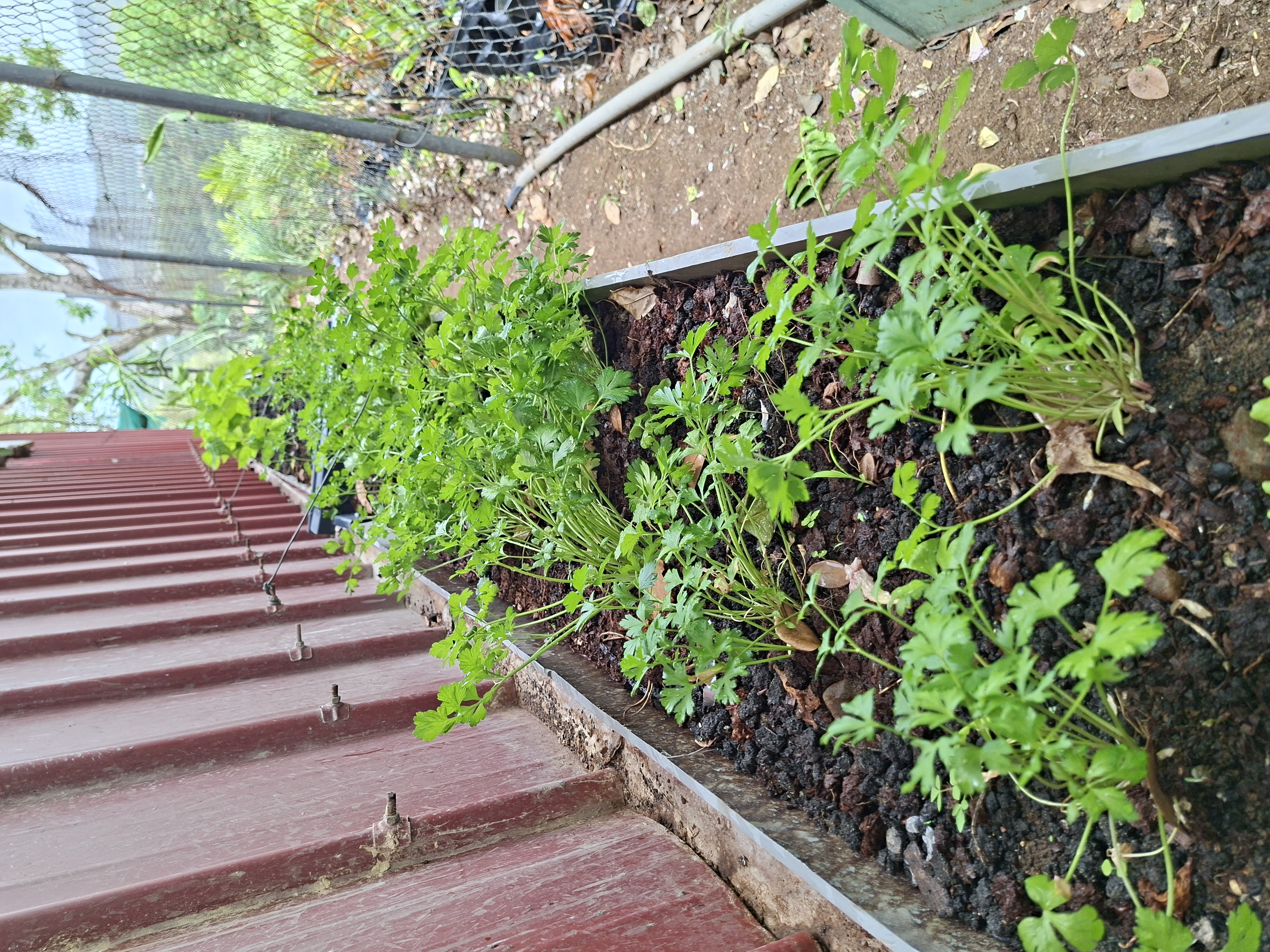 Persil et herbes aromatiques du potager