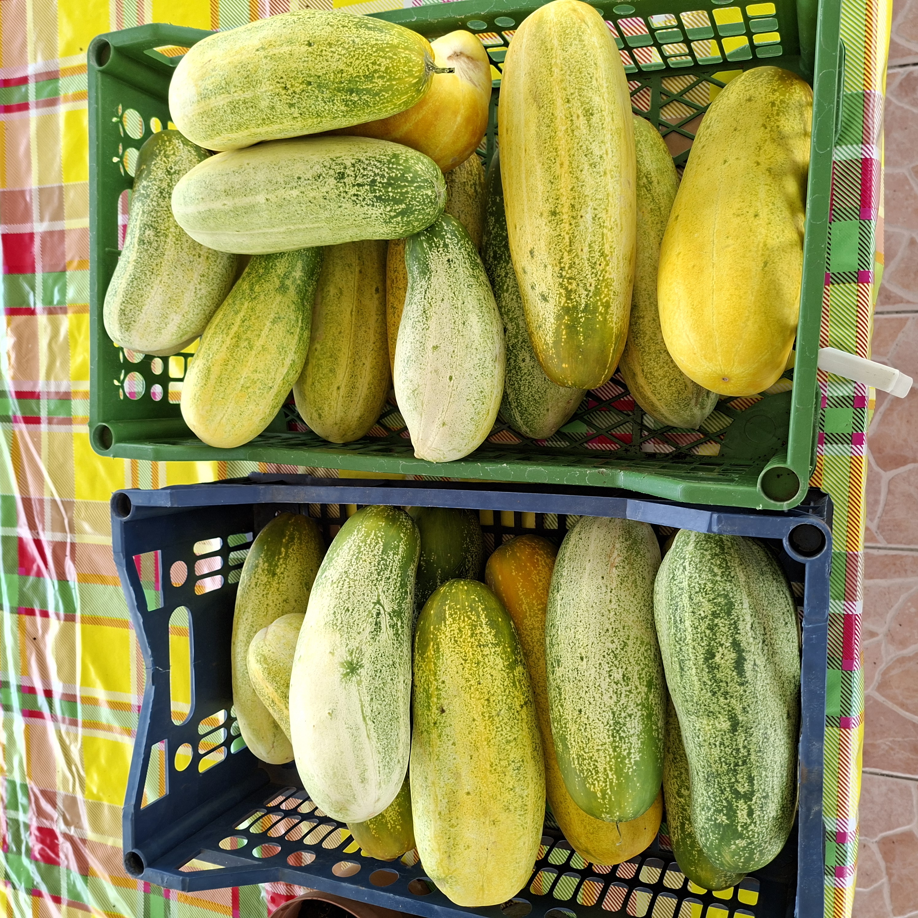 Maraîchage & potager