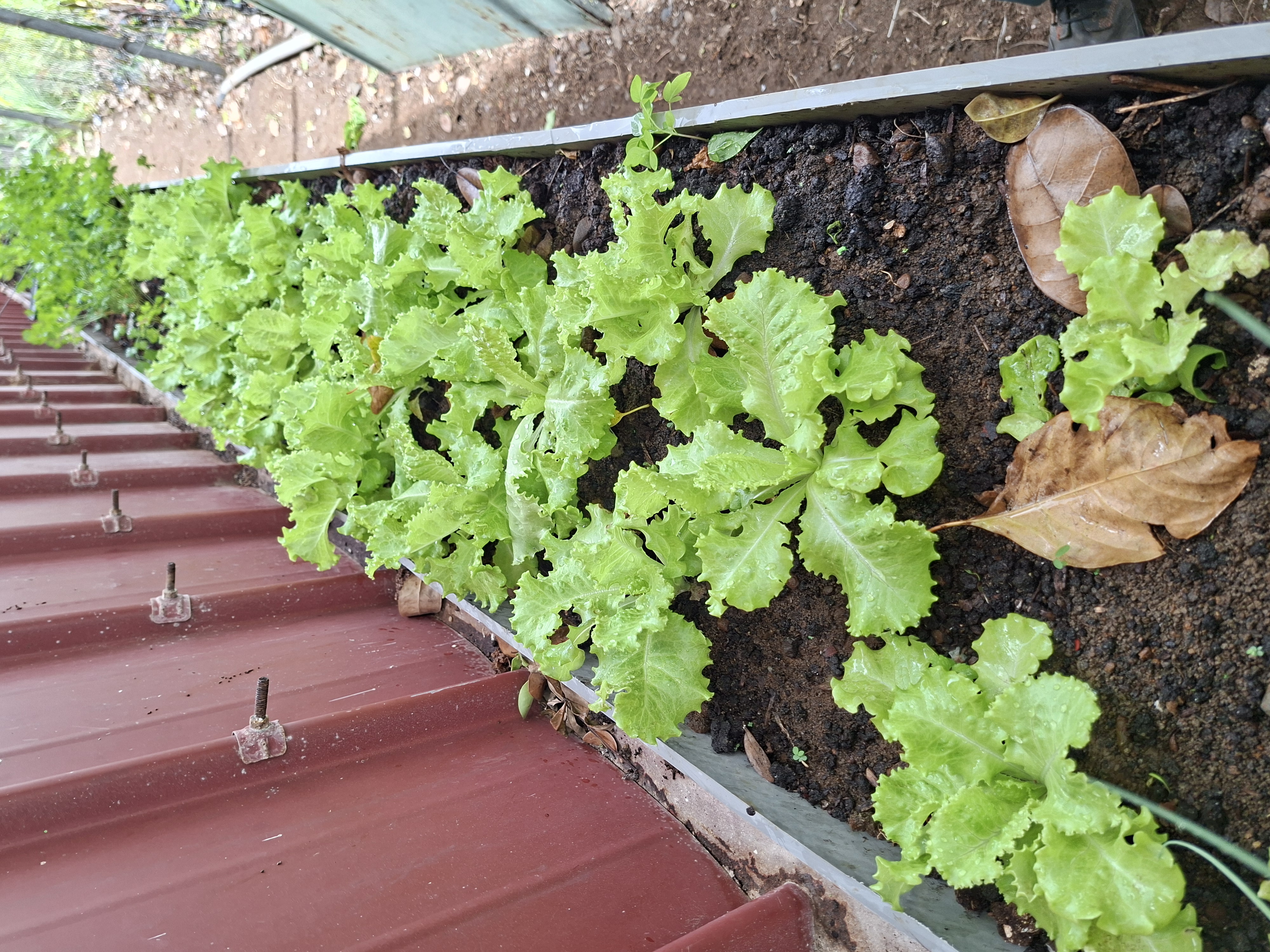 Salades fraîches cultivées au potager de l'ESAT