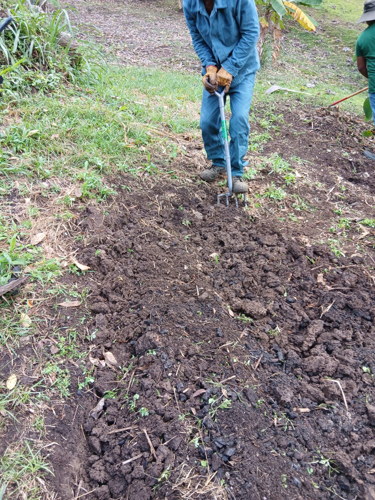 Travail du sol et bêchage au potager